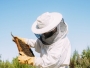 AFIR: Peste 109 milioane de euro fonduri europene nerambursabile pentru apicultori