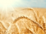 Comisia Europeană se așteaptă la o recoltă mai mică de grâu, dar la exporturi record în 2022/2023
