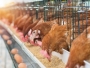 UCPR: Carnea de pui și ouăle din România, fără riscuri pentru consumatori; producătorii români respectă cu strictețe legislația în vigoare