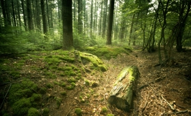 Inventarul Forestier Național: Suprafața totală de pădure – 7.037.607 ha, din care terenuri acoperite cu arbori, 6.929.047 ha