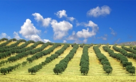 Peste jumătate din livezile de măslini din UE sunt în Spania