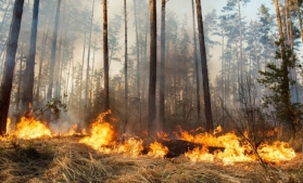 În 2018, incendiile au distrus aproximativ 178.000 ha de păduri și terenuri din UE