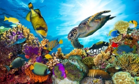 Studiu: Recifele de corali vor dispărea în circa 80 de ani