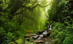 MMAP: Încă 40.000 de hectare în Catalogul Național al Pădurilor Virgine și Cvasivirgine