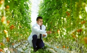 Dubai intenționează să pună la punct o revoluție agricolă în mijlocul deșertului