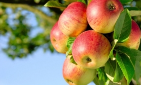 România produce circa 5% din merele din UE