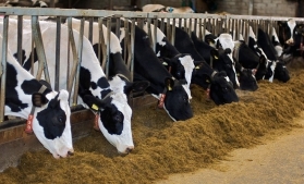 Fermierii pot depune cereri de plată pentru Măsura privind bunăstarea animalelor din 15 februarie