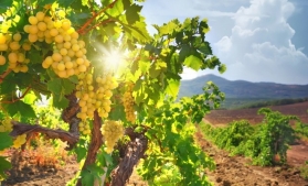 Producțiile de vin și măsline în UE, în pericol din cauza uscării solului