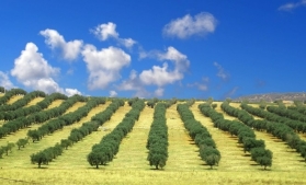 Canicula din Spania reduce producția de ulei de măsline a celui mai important exportator mondial