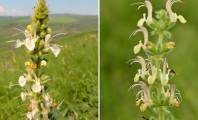 SOR: O nouă specie de plantă a fost descoperită în România, Salvia revelata