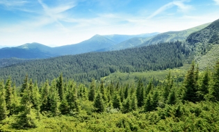 Eurostat: Aproape 43% din teritoriul UE era acoperit de păduri, în 2015