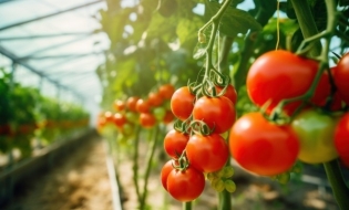 Ajutorul de stat pentru compensarea parțială a pierderilor la cultura de tomate în spații protejate, fără înscrierea dosarelor în SIMM