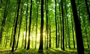 Romsilva: Aproximativ 162.600 de hectare de păduri, proprietatea publică a statului, au fost intabulate până în prezent
