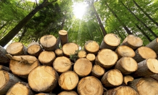 Romsilva a majorat volumul de lemn pus pe piață în 2022 și 2023