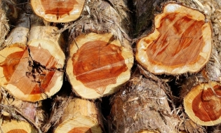 Eurostat: România, printre țările UE cu cele mai ridicate producții de lemn pentru combustibil