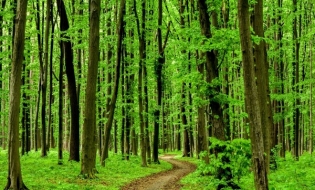 România, una dintre cele mai scăzute rețele de drumuri forestiere din Europa