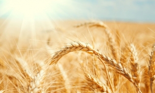MADR: România va restricționa exportul ucrainean de cereale și va lua măsuri suplimentare de monitorizare a tranzitului