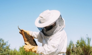 România ocupă locul 2 în Europa la numărul de familii de albine