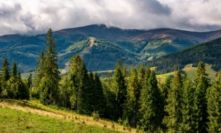 CE propune o monitorizare cuprinzătoare a pădurilor europene