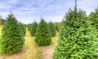 Romsilva pune pe piață aproape 25.000 de pomi de Crăciun