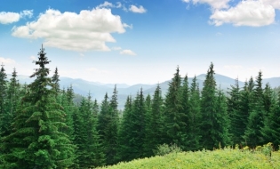 Romsilva a plantat anul trecut peste 25 de milioane de puieți forestieri în fondul forestier de stat