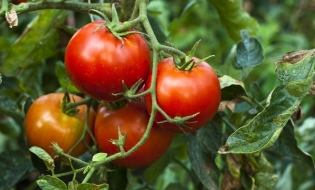Ajutor de stat pentru compensarea parțială a pierderilor suferite la culturile de tomate și usturoi