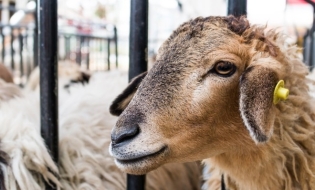 APIA: Sprijin financiar de peste 2,9 milioane lei pentru crescătorii de animale