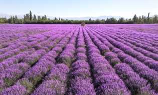 AFIR: Ghidul solicitantului pentru intervenția DR-18 „Investiții în floricultură, plante medicinale și aromatice”, în consultare publică