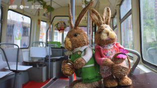 STB: Tramvaiul Iepurașului pleacă astăzi la drum