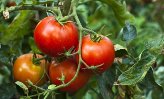 Programul de sprijin pentru cultivatorii de tomate continuă și în 2018
