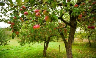 Oficiul European de Statistică: 1,3 milioane de hectare de teren din UE erau cultivate cu pomi fructiferi
