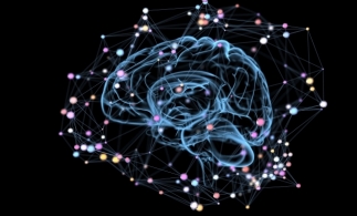 Cea mai detaliată hartă 3D a creierului a fost publicată de Google