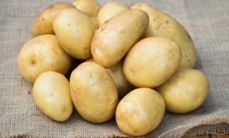România, al șaptelea producător de cartofi din UE