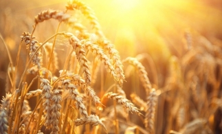 Producția de cereale a României a scăzut anul trecut cu peste 32%, până la 18,8 milioane de tone