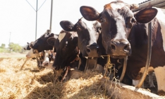 Lege promulgată: ajutor de stat pentru susținerea activității crescătorilor din sectorul bovin