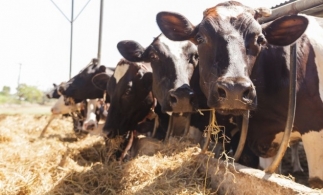 INS: România a exportat animale vii în valoare de 74,1 de milioane euro, în primele trei luni ale anului