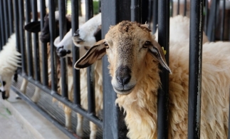 România, locul 4 în UE la efectivele de ovine şi caprine, în 2018