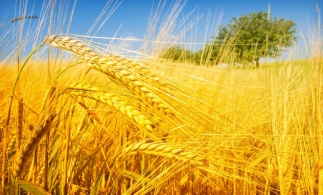 UE şi-a îmbunătăţit estimările privind producţia de grâu şi porumb graţie ploilor din ultima perioadă