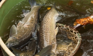 Secretar de stat: Trei centre angro de peşte vor fi înfiinţate la Iaşi, Bucureşti şi Craiova