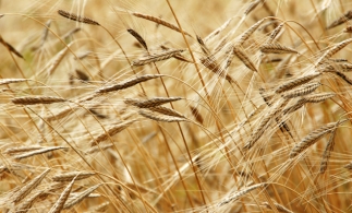 Reuters: Seceta va reduce producţia de grâu a României; recolta estimată, între 5 și 7,4 milioane de tone în acest an
