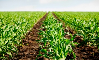 UE intenţionează să reducă la jumătate utilizarea pesticidelor şi să extindă agricultura ecologică