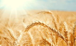Ministrul Agriculturii: Comisiile de evaluare au constatat pagube produse de secetă pe o suprafaţă totală de 1,3 milioane de hectare