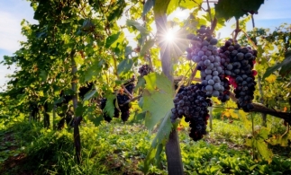 Adrian Oros: Solicităm CE utilizarea banilor neaccesaţi de sectorul vitivinicol ca scheme de ajutor pentru viticultorii afectaţi de coronavirus