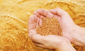 Bloomberg: Perspectivele s-au înrăutăţit pentru principalii exportatori de grâu europeni, inclusiv pentru România