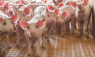 Exporturile de carne de porc ale UE vor încetini după descoperirea unor focare de pestă în Germania