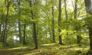 Romsilva va planta circa 20 de milioane de puieţi forestieri în campania de împăduriri de primăvară