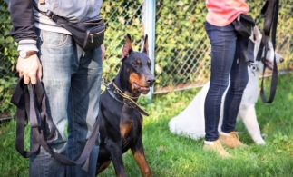 Proiect inedit în România: Câini special dresați vor recunoaște persoanele infectate cu SARS-CoV-2 după miros