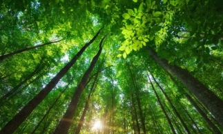 Barna Tanczos: Peste 26.000 de hectare de păduri au fost introduse în 2021 în Catalogul Național al Pădurilor Virgine și Cvasivirgine