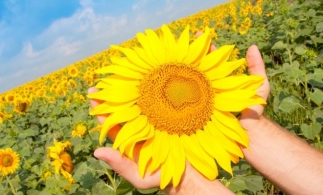 Sorin Moise (MADR): România produce floarea soarelui suficientă pentru a acoperi de 10 ori consumul intern