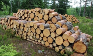Barna Tanczos: Cantitatea de lemn de foc pusă pe piață a crescut cu un milion de metri cubi, în acest an